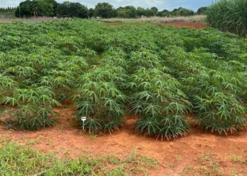 Pesquisa desenvolvida pela Emater busca oferecer variedades mais produtivas de mandioca