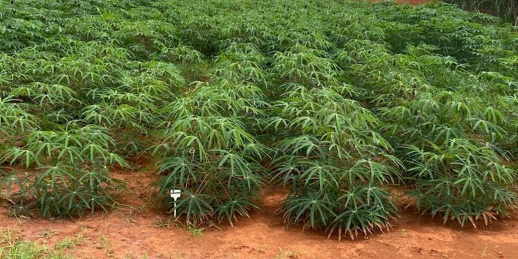 Pesquisa desenvolvida pela Emater busca oferecer variedades mais produtivas de mandioca