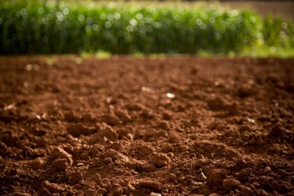 Manejo biológico personalizado do solo aumenta a produtividade e a qualidade da produção agrícola