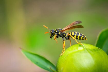 Marimbondo - qual a função desse inseto na natureza?