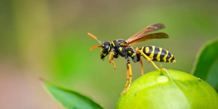 Marimbondo - qual a função desse inseto na natureza?