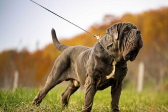 Conheça o cachorro mais antigo do mundo e bom guarda para rebanho: Mastim Napolitano