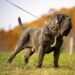 Conheça o cachorro mais antigo do mundo e bom guarda para rebanho: Mastim Napolitano