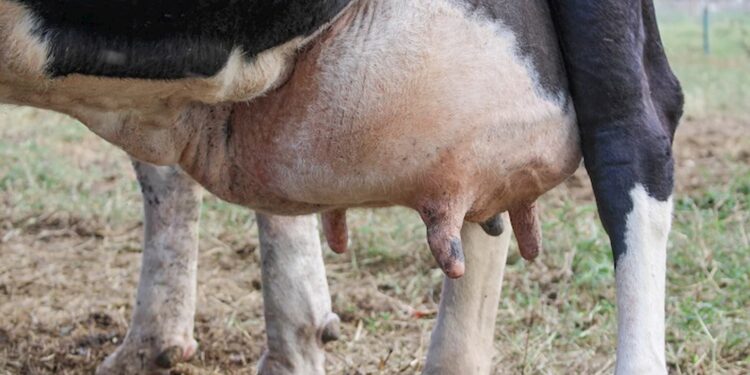 Mastite “invisível” traz riscos e prejuízos para pecuária leiteira