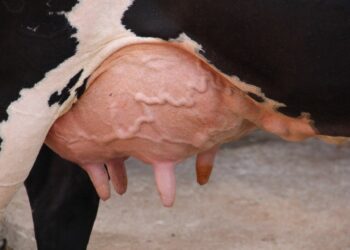 Gado de leite: saiba como identificar a mastite clínica e subclínica no rebanho