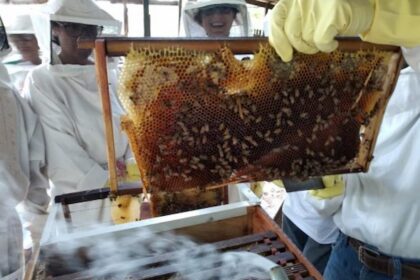 Apicultores aprendem técnicas para melhorar produção de colmeias