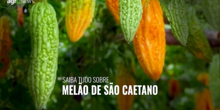 Melão de São Caetano - Saiba tudo sobre e como usá-lo