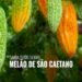 Melão de São Caetano - Saiba tudo sobre e como usá-lo