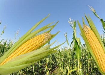 Mato Grosso segue com 2ª maior produtividade de milho da história