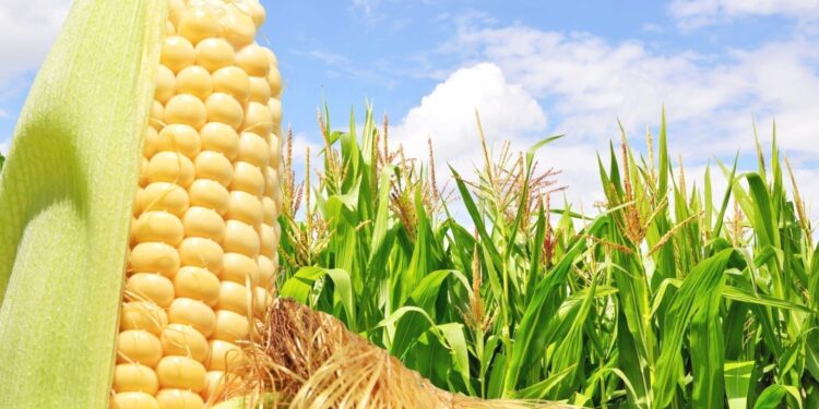Em Mato Grosso, restam apenas 2% das lavouras de milho para serem colhidas