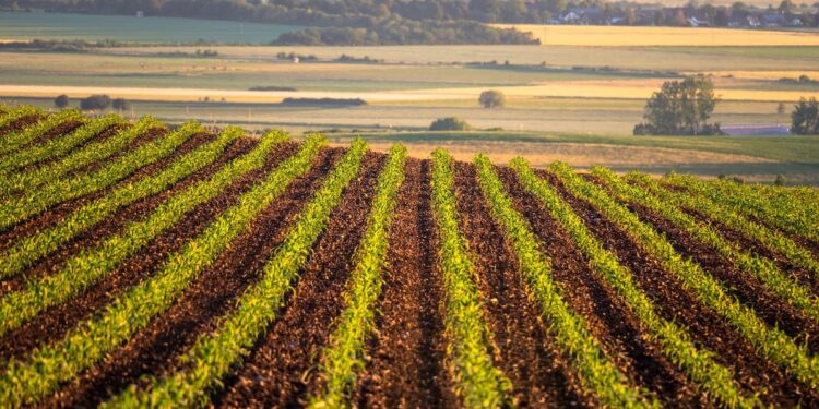 Mudanças climáticas afetam contratos internacionais de milho