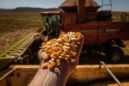 Milho: mercado segue com preços firmes nesta 6ª feira