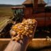 Atenção: novo leilão de frete de milho acontecerá hoje (18)