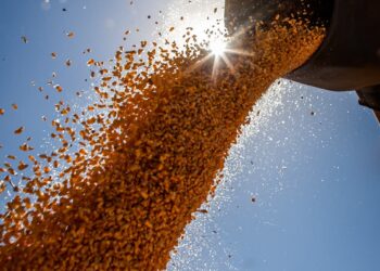 Veja a situação do mercado de sementes de milho para a safra 2021/2022