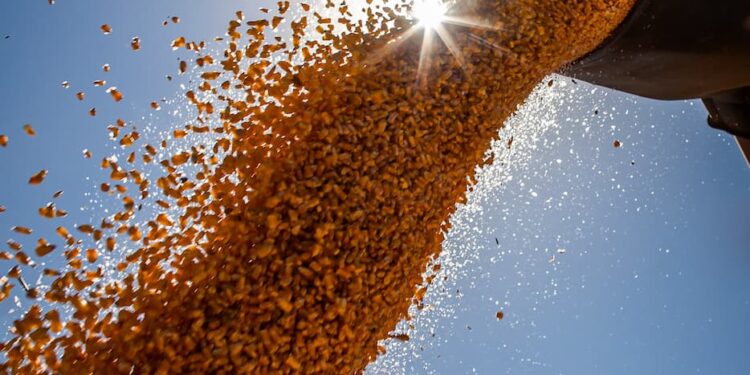 Governo suspende PIS/Cofins na importação de milho para desonerar custo do grão no mercado brasileiro