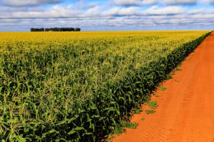 IMEA apontou 9º aumento no custo de produção do milho para a safra 21/22