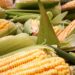 Confira o Valor Bruto da Produção (VBP) do milho em Mato Grosso