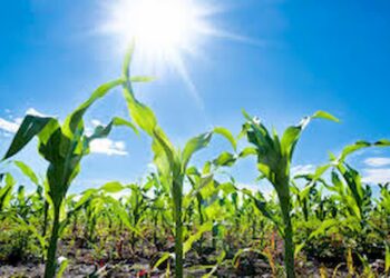Plantar soja e milho em rotação com adubação verde pode aumentar em mais de 500% o retorno econômico anual