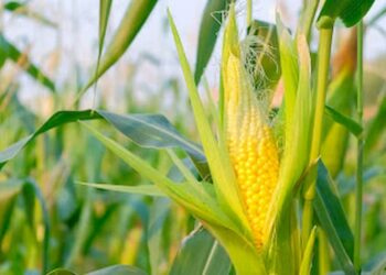 Governo argentino diz 'avaliar' suspensão da exportação de milho