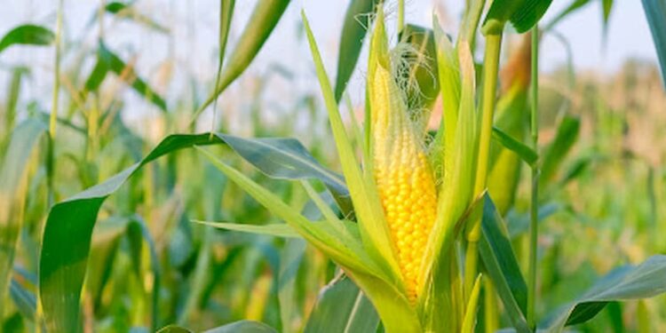 Governo argentino diz 'avaliar' suspensão da exportação de milho