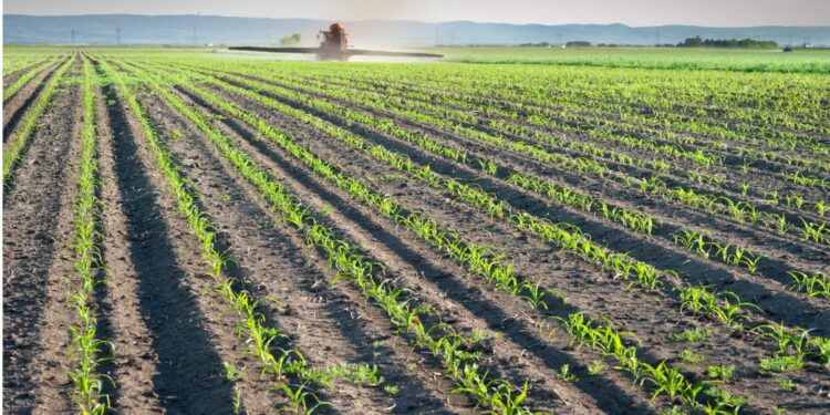 Brasil deve produzir 118 milhões de ton de milho na safra 2021/22 – USDA