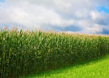 Governo estimula plantio de milho para aumentar a oferta do grão
