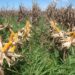 Consórcio milho-braquiária, uma alternativa segura em anos de geadas