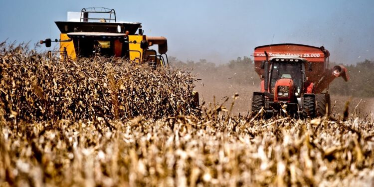 Mato Grosso: Colheita do milho avança em meio à demanda firme