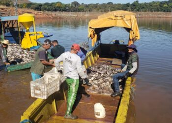 Morte de peixes no Manso pode ter sido crime ambiental, avalia Peixe BR