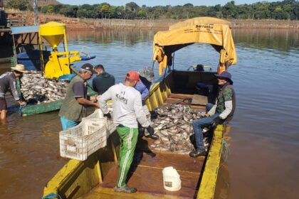 Morte de peixes no Manso pode ter sido crime ambiental, avalia Peixe BR