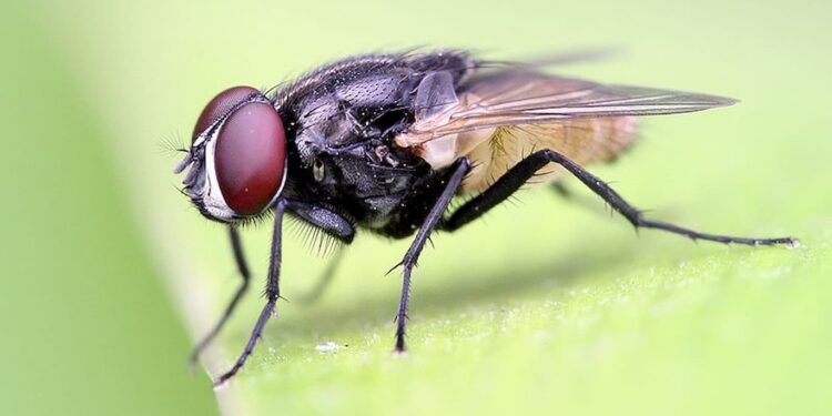 Confira como prevenir e eliminar as temidas moscas