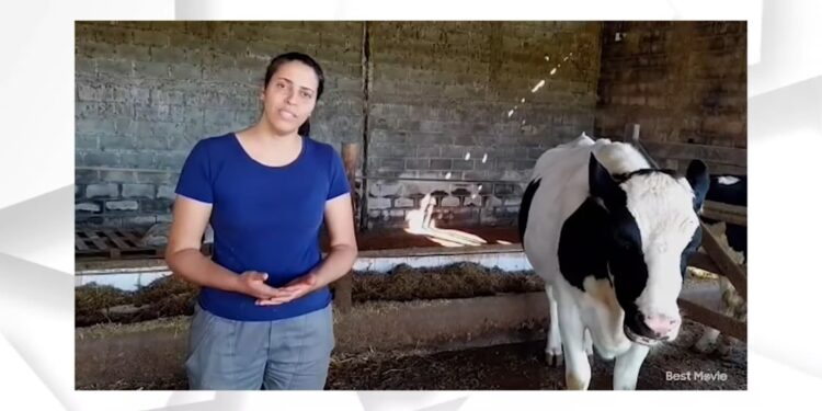 Óleos essenciais podem aumentar eficiência alimentar de vacas leiteiras
