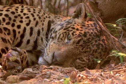 17 milhões de animais morreram nas queimadas no Pantanal em 2020, diz pesquisa