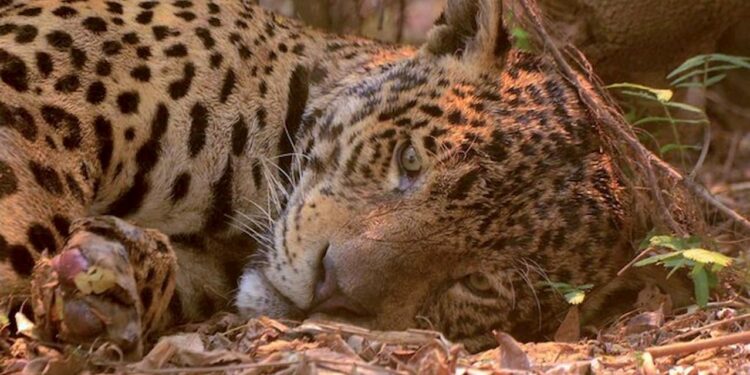 17 milhões de animais morreram nas queimadas no Pantanal em 2020, diz pesquisa