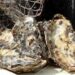 Cultivo de ostras, vieiras, mexilhões e berbigões em Penha está interditado