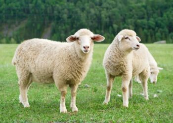 Saiba um pouco mais sobre as ovelhas