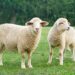 Saiba um pouco mais sobre as ovelhas