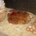 Ovo: plantel de galinhas em produção comercial segue em expansão