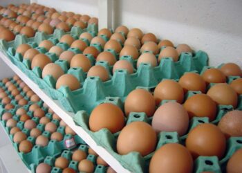 Ovos: evolução de preços alcança 5,3% no decorrer de maio de 2022