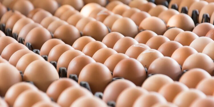 Em 2022 os preços dos ovos renovaram recorde