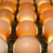 Preço dos ovos estabiliza em maio de 2023