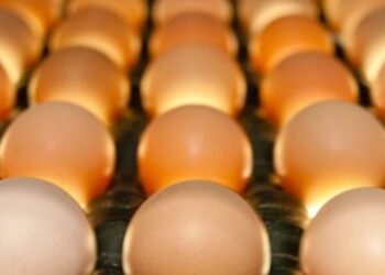 Diferença entre os preços de ovos brancos e vermelhos registra queda