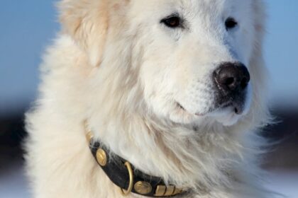 Conheça a raça de cão de trabalho: Pastor Maremano Abruzês