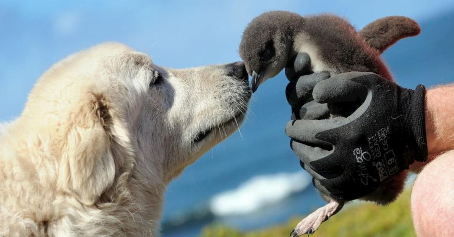 Cachorro de fazenda: conheça 7 raças ideais