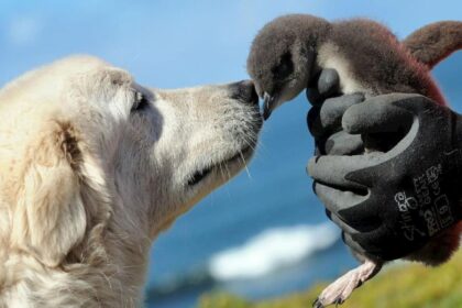 Veja as melhores raças de cachorros para quem vive no campo