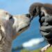 Confira 05 raças de cães ideais para pastoreio e guarda