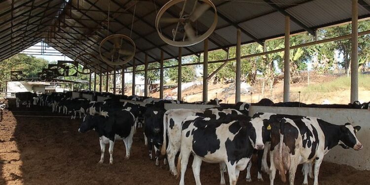 Planejamento forrageiro aumenta 40% a produção de leite no Rio Grande do Sul