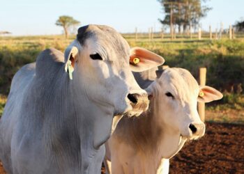 Pegada hídrica entre bovinos pode variar até sete mil litros por quilo de carcaça, diz Embrapa