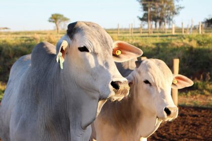 Pegada hídrica entre bovinos pode variar até sete mil litros por quilo de carcaça, diz Embrapa