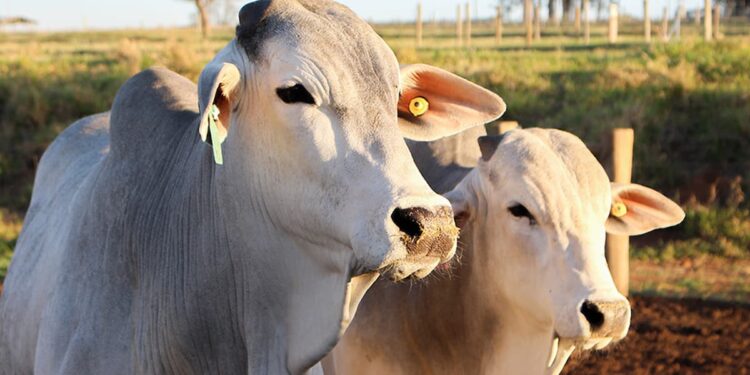 Pegada hídrica entre bovinos pode variar até sete mil litros por quilo de carcaça, diz Embrapa